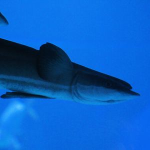 Slender sharksucker (Echeneis naucrates)