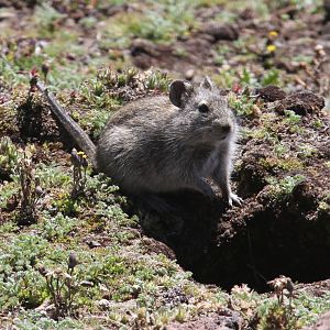 Blick's Grass Rat (Arvicanthis blicki)