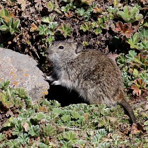 Blick's Grass Rat (Arvicanthis blicki)
