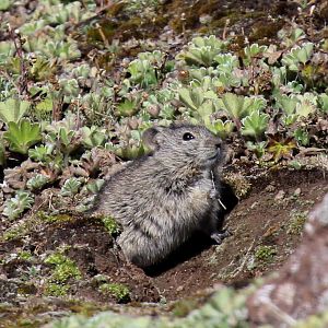 Blick's Grass Rat (Arvicanthis blicki)