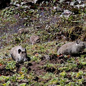 Black-clawed Brush-furred Rat (Lophuromys melanonyx) next to Blick's Grass Rat (Arvicanthis blicki)
