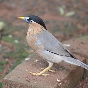 Brahminy myna (Sturnia pagodarum) - Jakarta Bird Land