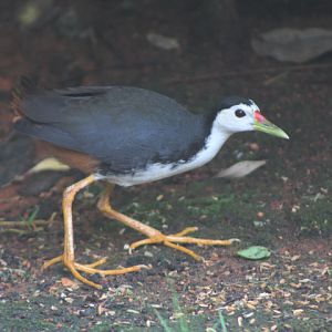 White-breasted waterhen (Amaurornis phoenicurus phoenicurus) - Jakarta Bird Land
