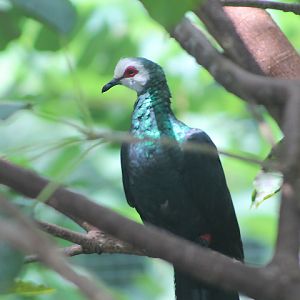 White-faced cuckoo-dove (Turacoena manadensis) - Jakarta Bird Land