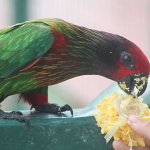 Yellow-streaked lory (Chalcopsitta scintillata scintillata) - Jakarta Bird Land