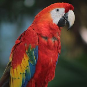 Central American scarlet macaw (Ara macao cyanopterus) - Jakarta Bird Land