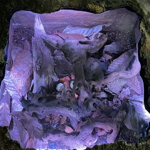 10/15/2024 - Giant Cockroach (Blaberus giganteus) Enclosure