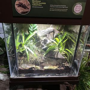 10/15/24 - Brazilian Yellowbanded Tarantula (Avicularia juruensis) Enclosure