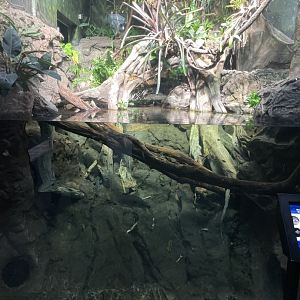 10/15/24 - Rainy Season: Rainy Forest