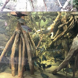 10/15/24 - Flooded Forest