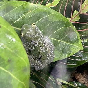 10/15/24 - Fringed Leaf Frog (Cruziohyla craspedopus)