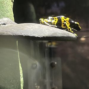 10/15/24 - Yellow-Banded Poison Dart Frog (Dendrobates leucomelas)