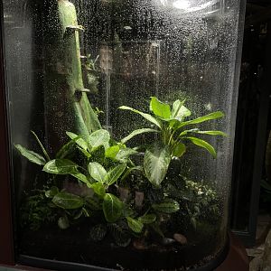 10/15/24 -Fringed Leaf Frog Enclosure