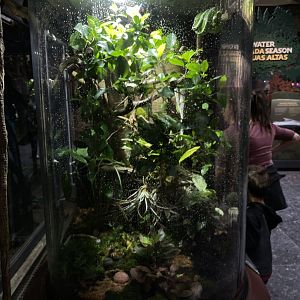 10/15/24 - Emerald Tree Boa Enclosure