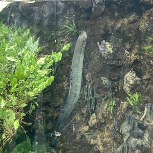 10/15/24 - South American Lungfish (Lepidosiren paradoxa)