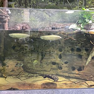 10/15/24 - Amazon River 1