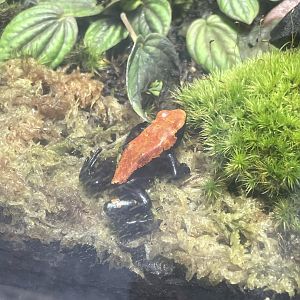 10/15/24 - Splash-Backed Poison Frog
