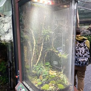 10/15/24 - Dart Frog & Gecko Enclosure