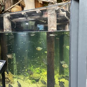 10/15/24 - Amazon River 2