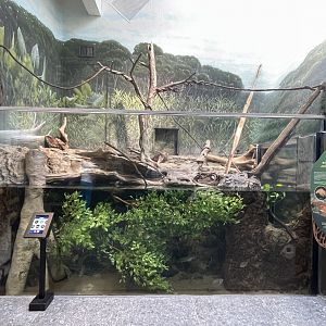 10/15/24 - "Parrots"