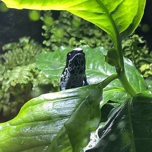 10/15/24 - Dyeing Poison Dart Frog (Dendrobates tinctorius "Powder Blue"?)