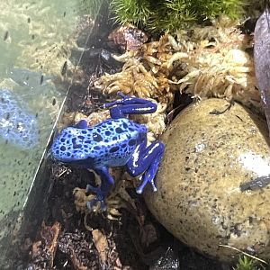 10/15/24 - Dyeing Poison Dart Frog (Dendrobates tinctorius "azureus")