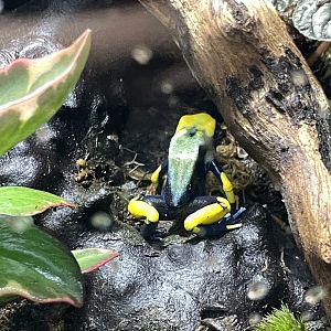 10/15/24 - Dyeing Poison Dart Frog (Dendrobates tinctorius)