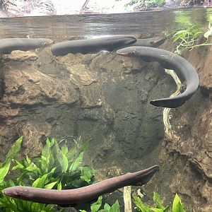 10/15/24 - Electric Eels (Electrophorus varii)