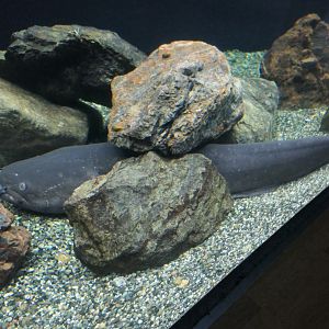 Giant Lake Biwa Catfish (Silurus biwaensis) - Lake Biwa Museum