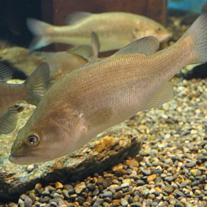Largemouth bass species (Micropterus sp.) - Lake Biwa Museum