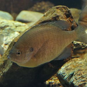 Northern Bluegill (Lepomis macrochirus macrochirus) - Lake Biwa Museum
