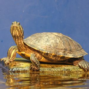 Red-eared Slider (Trachemys scripta elegans) - Lake Biwa Museum