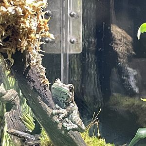 10/15/24 - Mission Golden-Eyed Tree Frog (Trachycephalus resinifictrix)