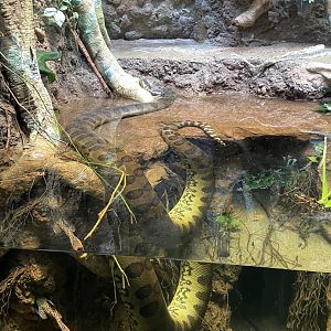 10/15/24 - Green Anaconda (Eunectes murinus)