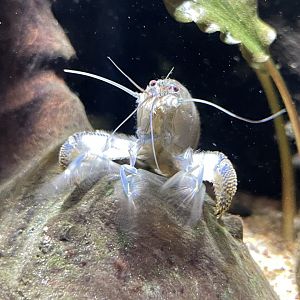10/15/24 - Vampire Shrimp (Atya gabonensis)