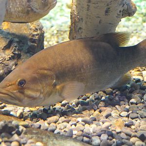 Smallmouth Bass (Micropterus dolomieu) - Lake Biwa Museum