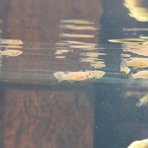 Western Mosquitofish (Gambusia affinis) - Lake Biwa Museum