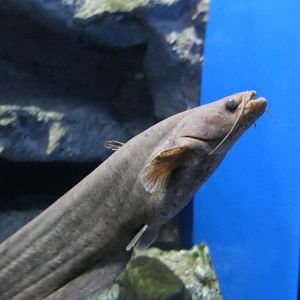 Biwa Rock Catfish (Silurus lithophilus) - Lake Biwa Museum