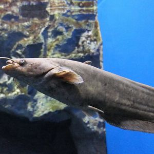 Biwa Rock Catfish (Silurus lithophilus) - Lake Biwa Museum