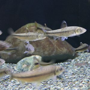Biwahigai (Sarcocheilichthys variegatus microoculus) - Lake Biwa Museum
