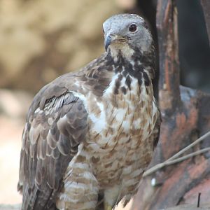 Javan honey buzzard (Pernis ptilorhynchus ptilorhynchus) - Jakarta Bird Land
