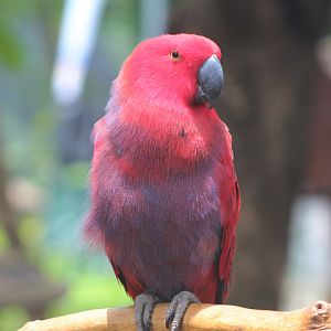 Eclectus parrot (Eclectus sp.) - Jakarta Bird Land
