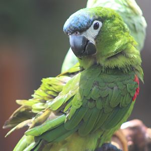 Hahn's macaw (Diopsittaca nobilis nobilis) - Jakarta Bird Land
