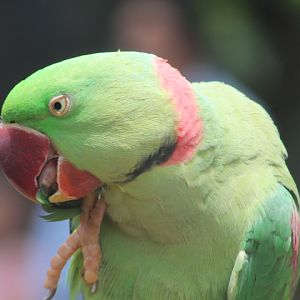 Alexandrine parakeet (Psittacula eupatria eupatria) - Jakarta Bird Land