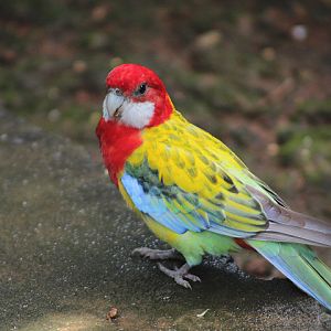 Golden-mantled rosella (Platycercus eximius elecica) - Jakarta Bird Land