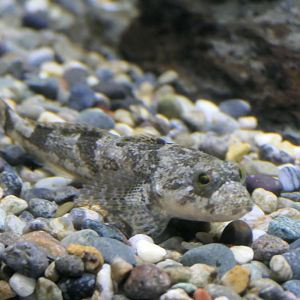 Utsusemi Sculpin (Cottus reinii) - Lake Biwa Museum
