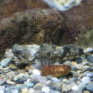 Utsusemi Sculpin (Cottus reinii) - Lake Biwa Museum