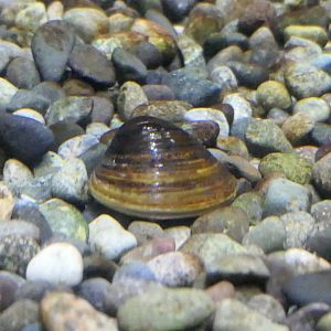 Setashijimi (Corbicula sandai) - Lake Biwa Museum