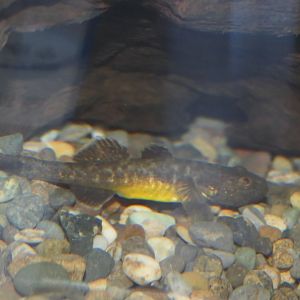 Isaza (Gymnogobius isaza) - Lake Biwa Museum