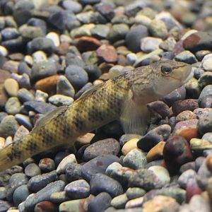 Oumiyoshinobori (Rhinogobius sp. 'OM') - Lake Biwa Museum